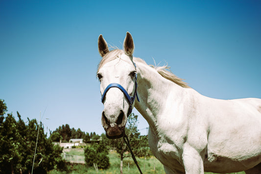Ever hear of DMSO for Horses? People use DMSO on their horses. ๐